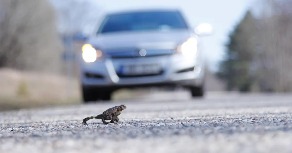 Konnad liikvel: soe kevadilm meelitab kahepaiksed teele