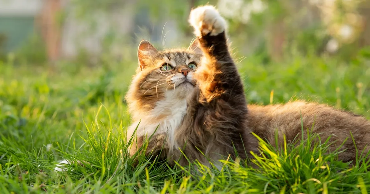 Eksperdi nõuanded: kuidas äratada muru pärast pikka talve?