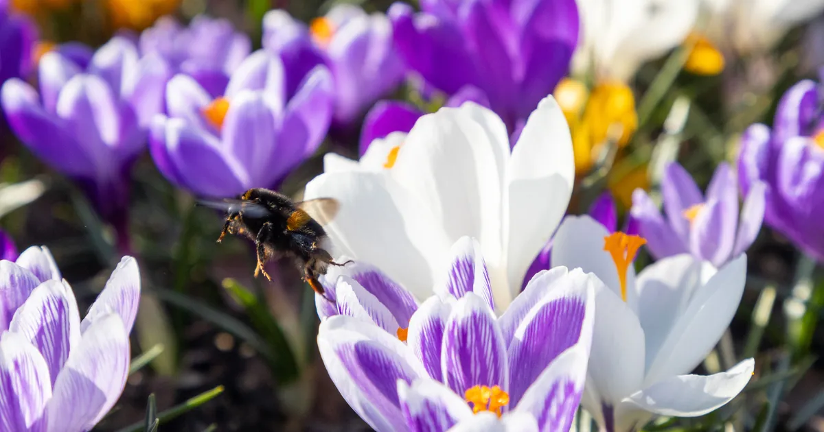 KÜLM TAANDUB ⟩ Uuel nädalal tuleb kuni 19 kraadi sooja
