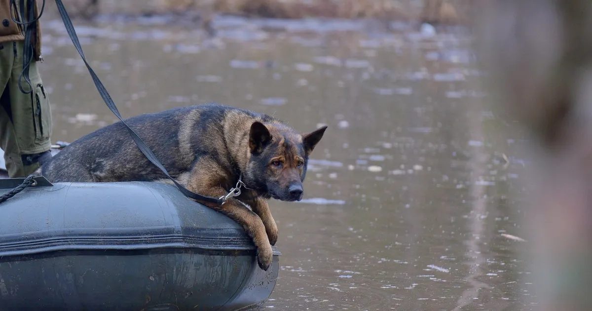 USA tänas Eestit otsingukoerte meeskonna Leedusse appi saatmise eest