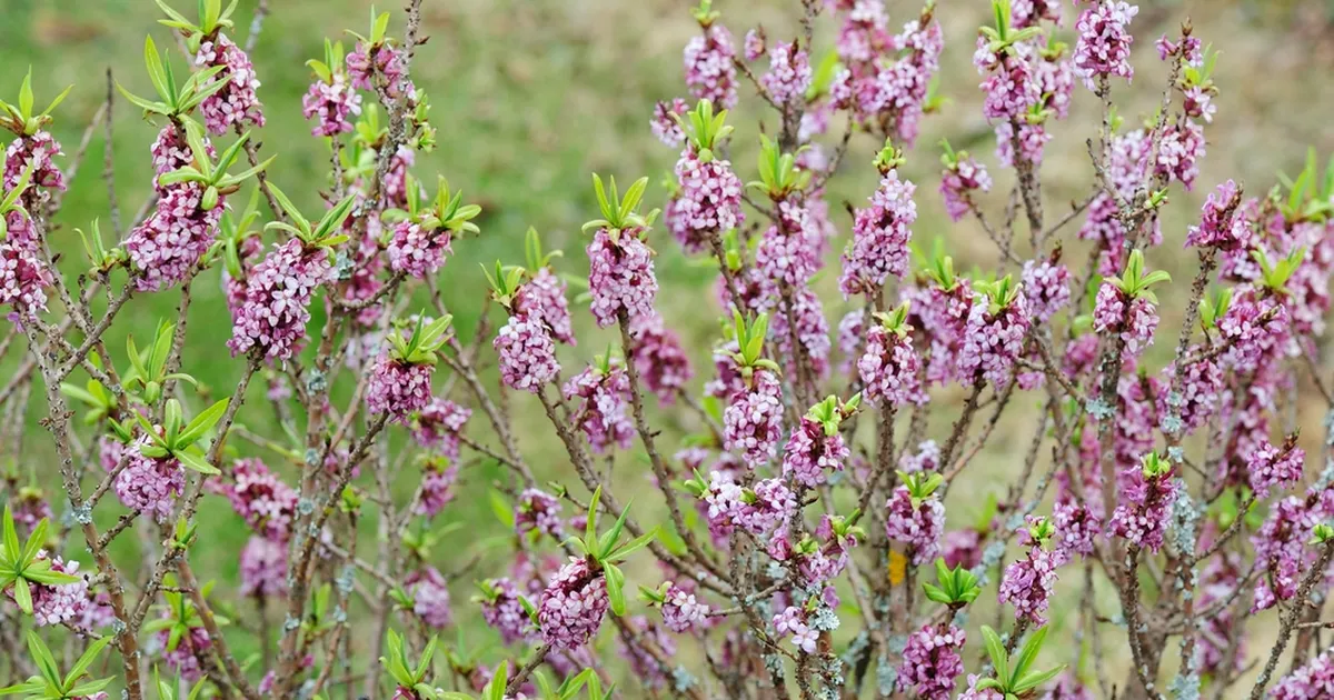 ETTEVAATUST ⟩ Eesti looduses kasvav imeilus põõsas on surmavalt mürgine