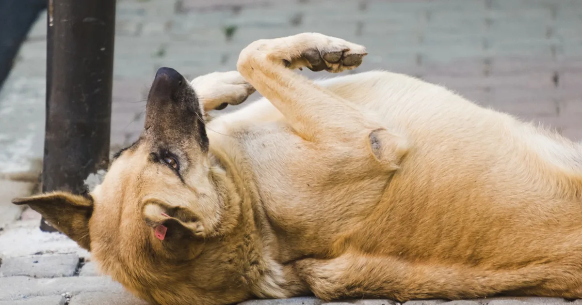 VIDEO ⟩ Surnut teesklev koer, kes jalutada ei viitsi, sai internetistaariks
