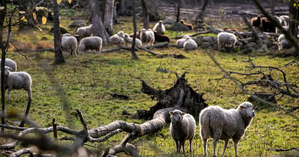 Suu- ja sõrataud peidab valusaid hoope