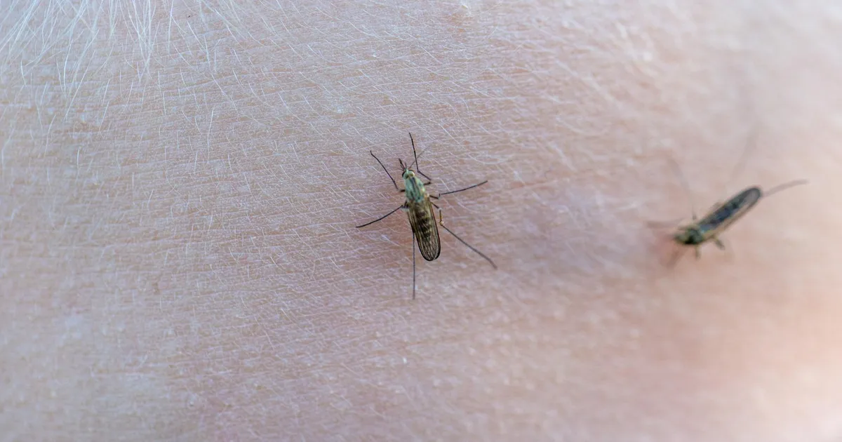 Esimesed sääsed asusid verd otsima