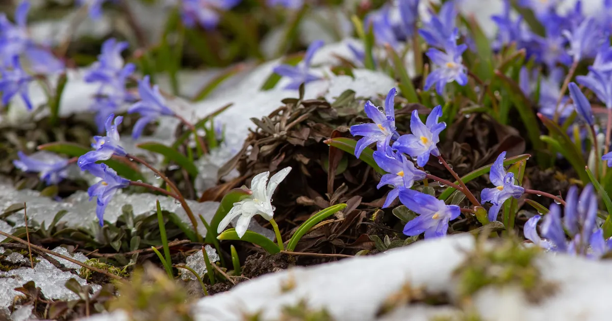 Pärast tänast suvesoojust hakkab lund sadama