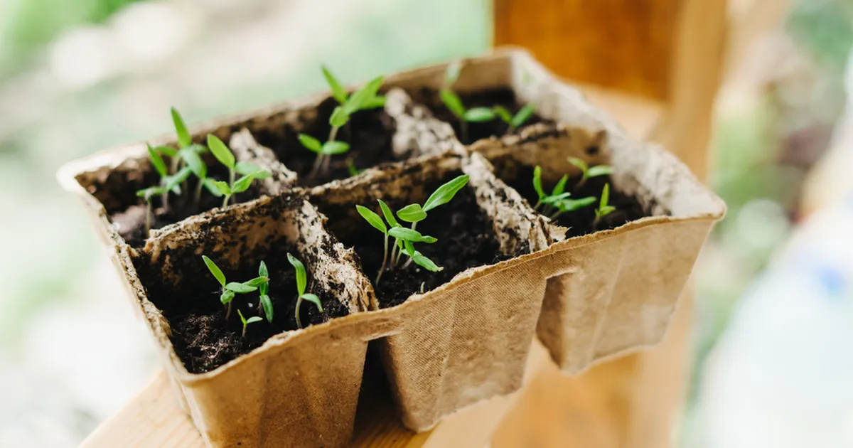 TASUTA VÄETISED ⟩ Kodused vahendid, millega tomatitaimed mühama panna