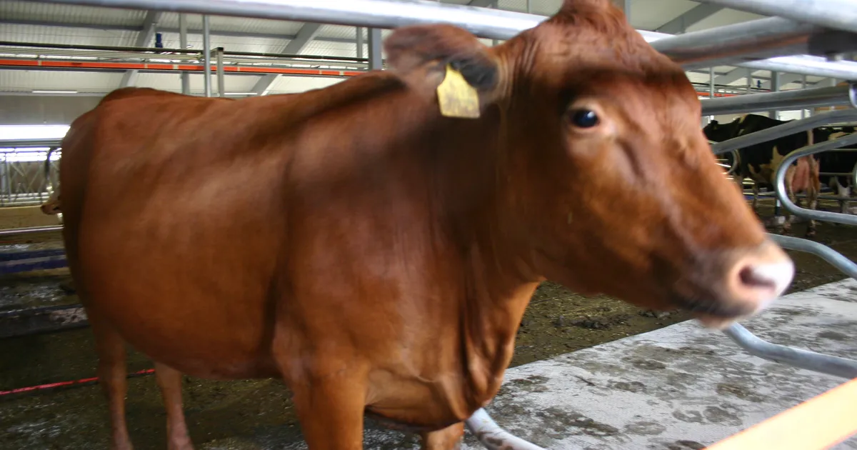 Tartu gümnasistid saavad juba koolipingis aimu veterinaariametist