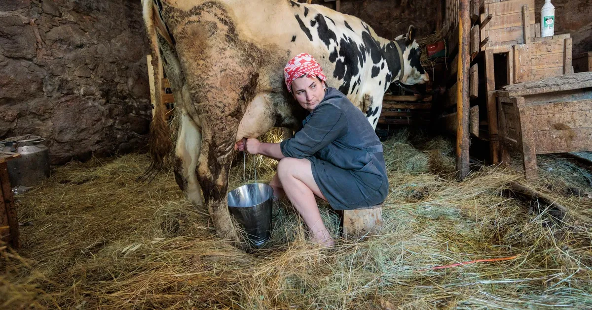 VIDEOLUGU ⟩ «Kole, kole asi on.» Karjapidajad tõrjuvad suu- ja sõrataudi tõttu külastajad lautadest