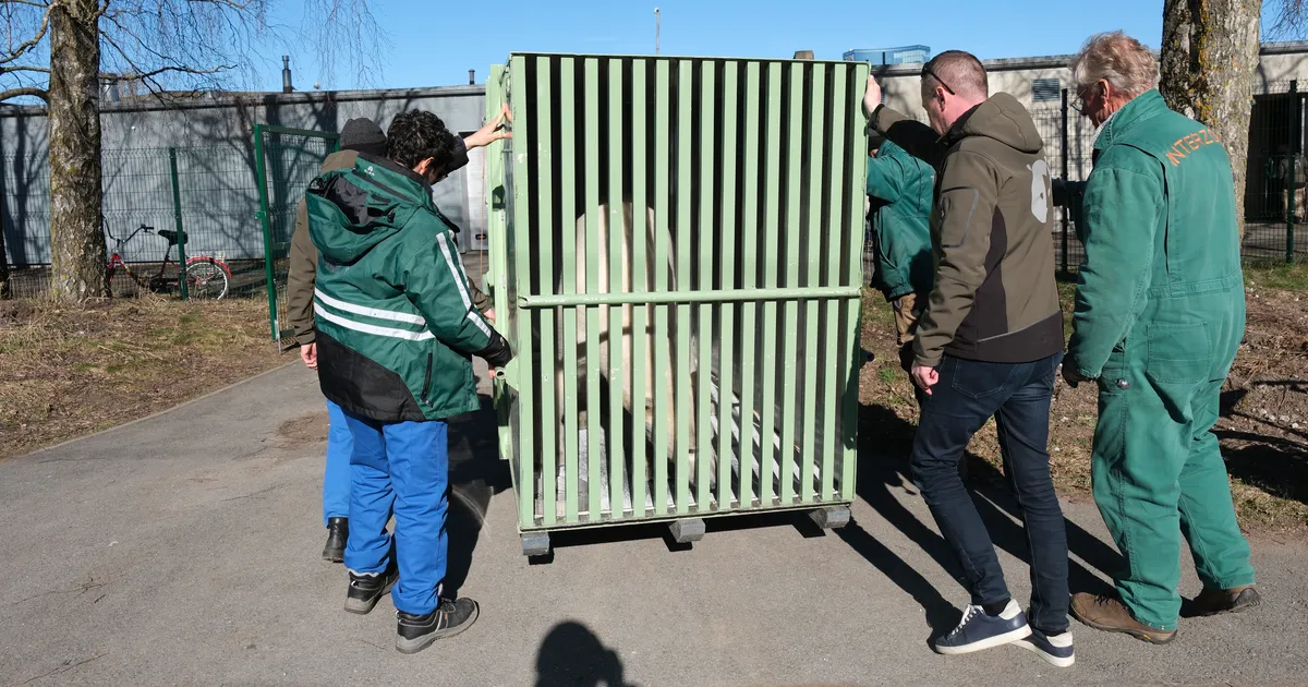 FOTOD ⟩ Uued jääkarud jõudsid Tallinna loomaaeda kohale