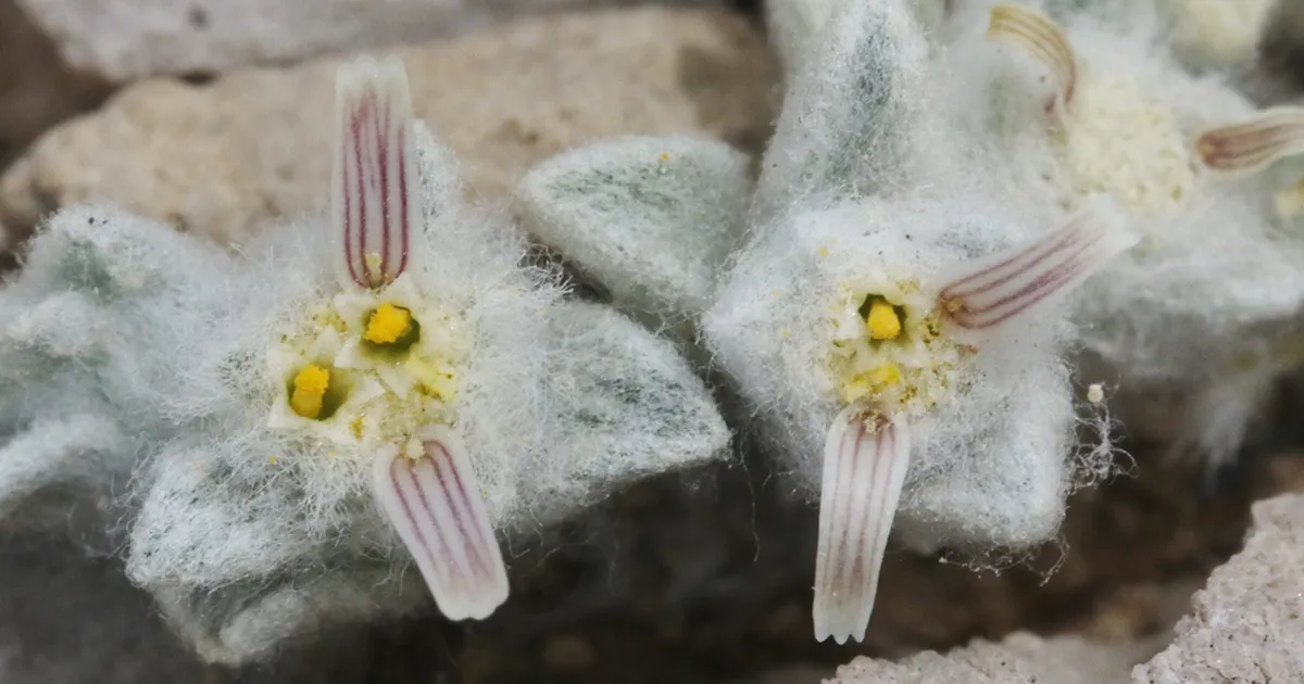 Texasest leiti senitundmatu päevalilleliik