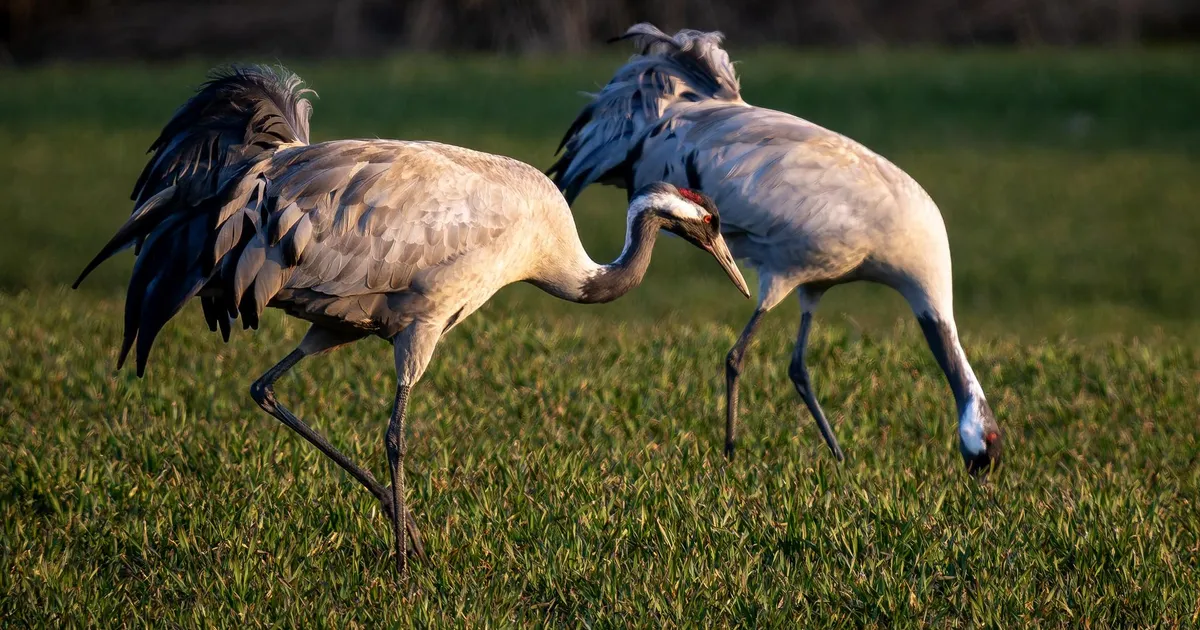 LOODUSFOTO ⟩ Sookurg on ellujääja