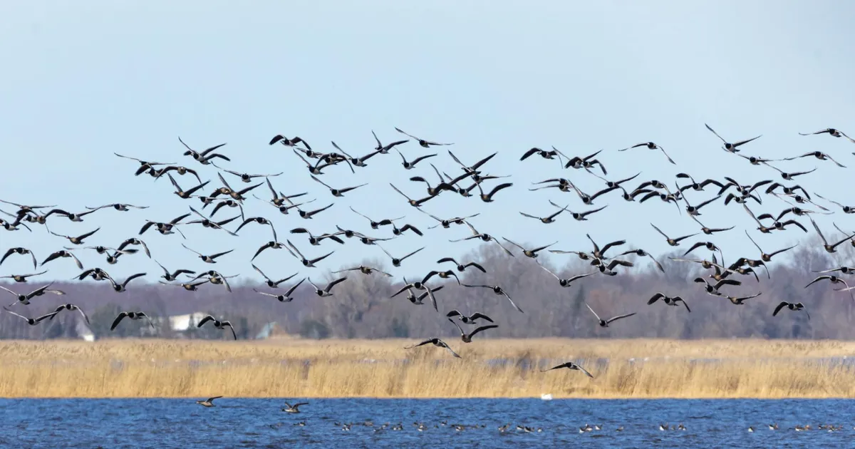 Rändlinnukevad Matsalus kogub tuure