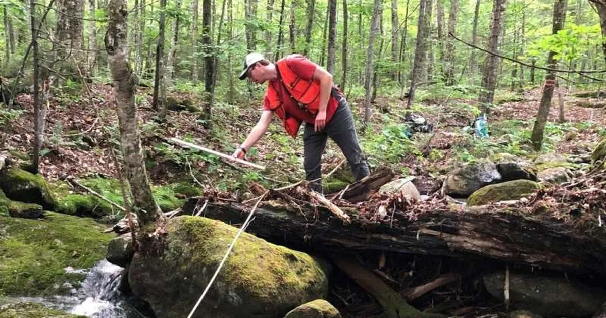 Põlismetsade puit osutus võimsaks süsiniku salvestajaks