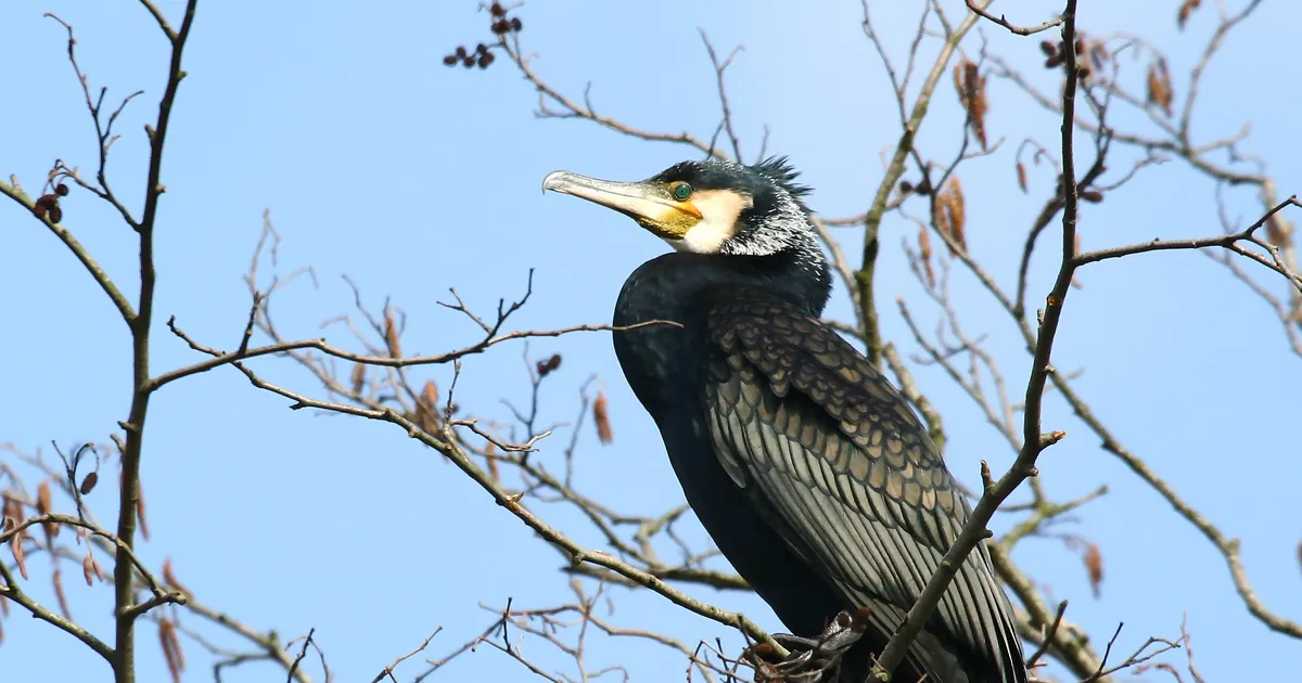 Tahad näha, kuidas kardetud kormoraanid elavad? Piilu kaamerast