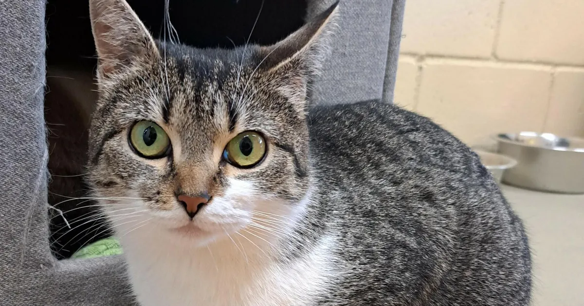 Koduotsija ⟩ Väike sõber jäeti maha: kas Sille võiks olla teie kass?