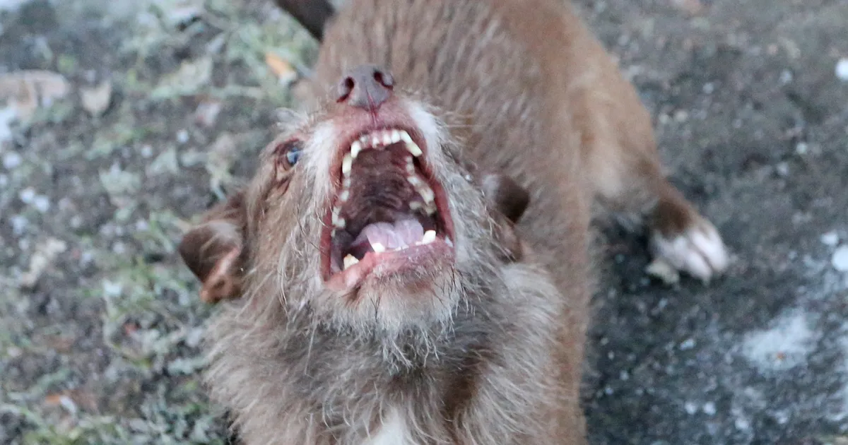 Metsloom kolis sauna ja kindlustus hüvitas 5000 eurot puuküürniku laga koristamiseks