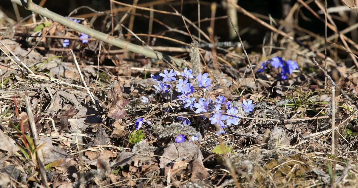 Riik maksab piirangutega metsa omanikele küll kõrgemat toetust, aga hektari eest vaid 26 eurot enam