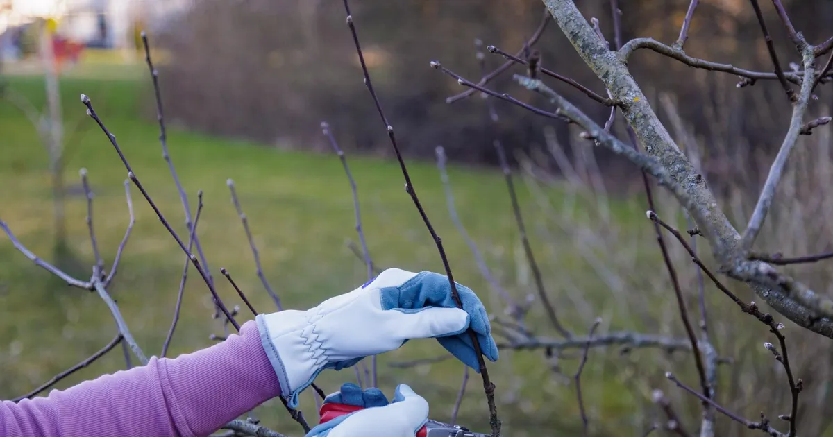 NÄDALA AED ⟩ Vaata üle viljapuud!