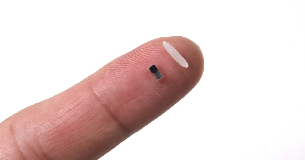 See südamerütmur on väiksem veel kui riisitera – aga töötab