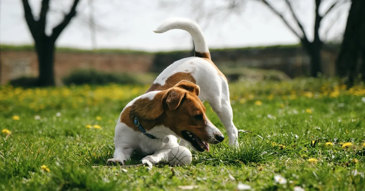 Loomaarst: valus kõrvalmõju, mis tekib, kui koer liputab saba liiga palju