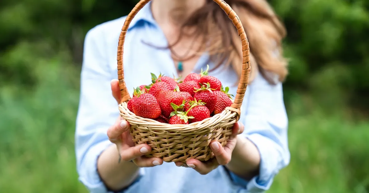 PROOVI KA ⟩ Ootamatu vahend tagab elu parima maasikasaagi