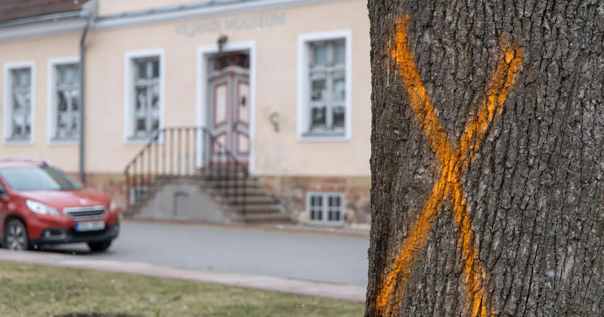 Vanalinna pargi põlistammedele tekkisid raiumist tähistavad märgid