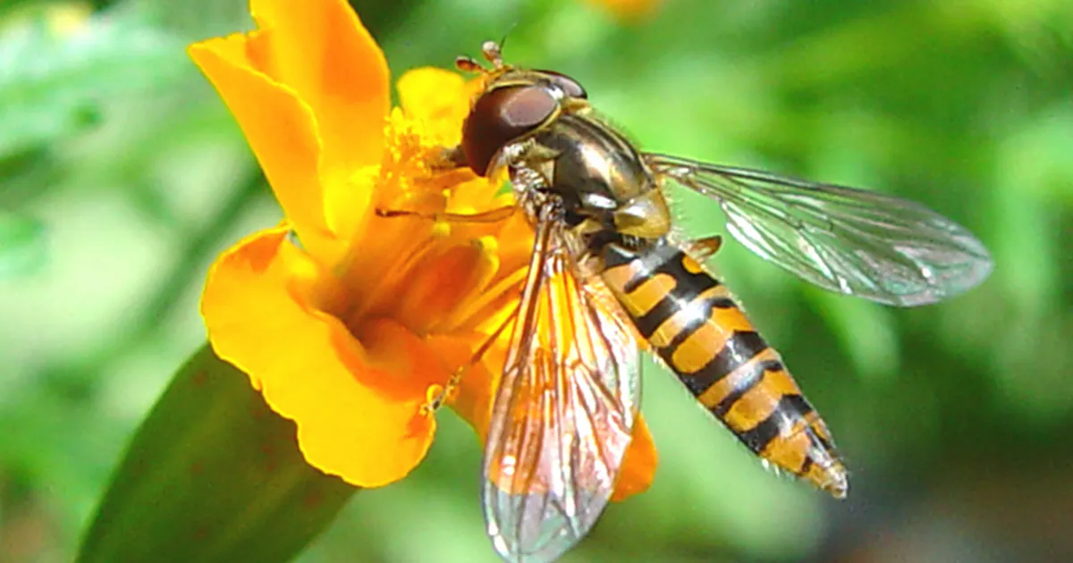 Kärbsed on ikka ühed uskumatud rännumehed