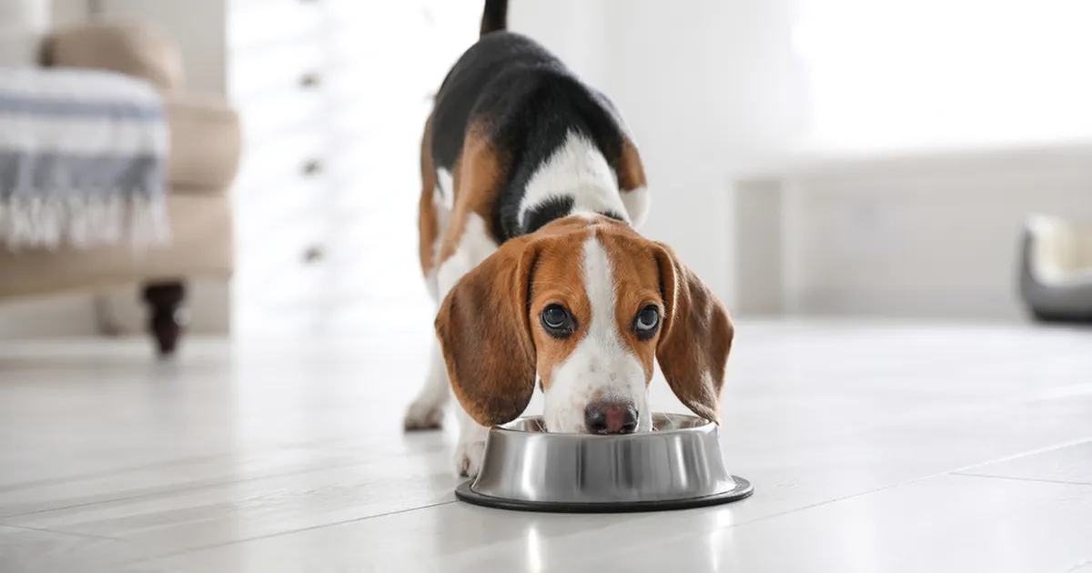 KUI KAVAL! ⟩ Loomaarst jagab nutikat nippi, mis aitab koeral ravimi lihtsasti alla neelata