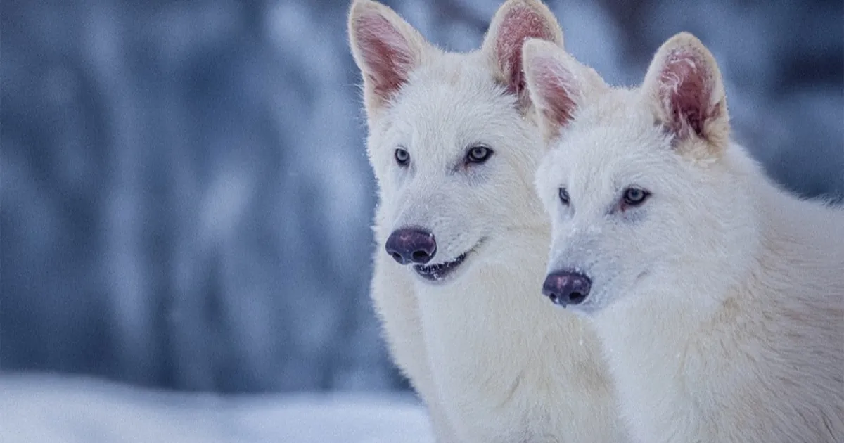 Video ⟩ Firma taastas iidsete kiskjate genoomi – mitte ainult, need loomad tehti ka valmis ja juba kasvavad