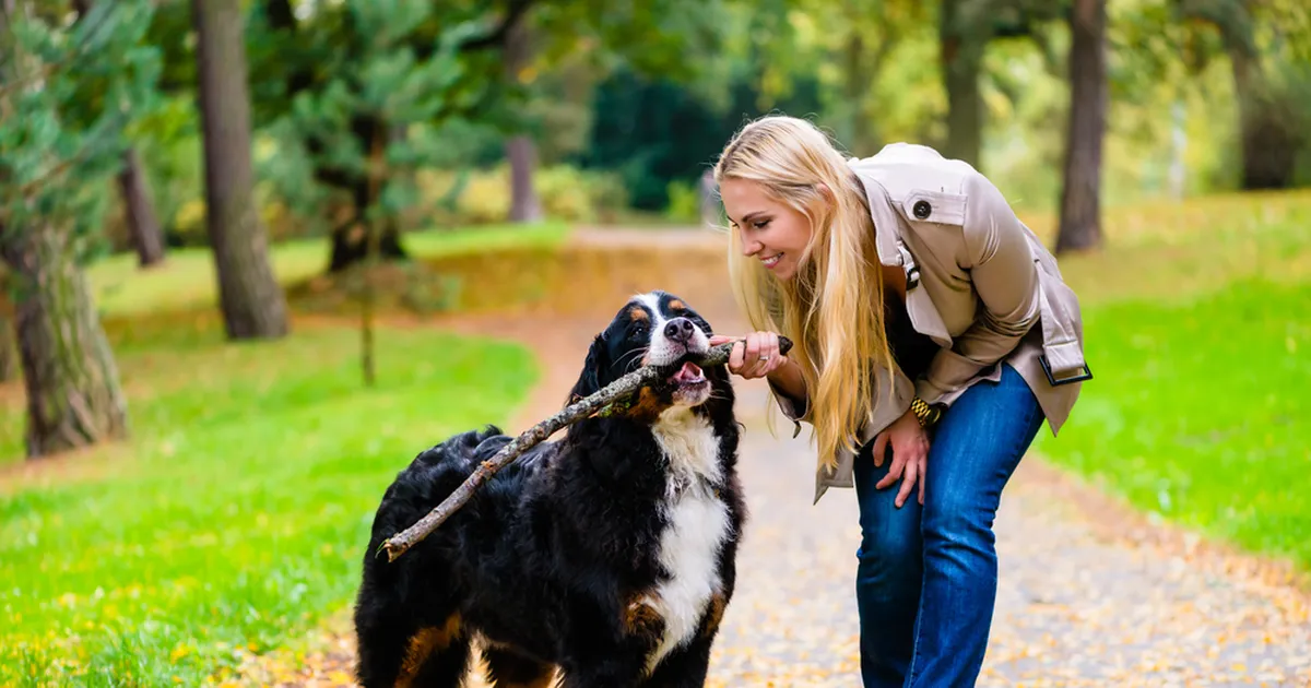 Saba räägib rohkem kui tuhat sõna: mida koer oma kehakeelega tegelikult sulle ütleb