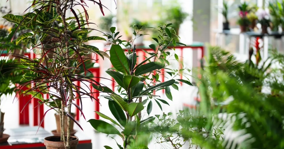 ÄRA JÄÄ ILMA ⟩ Tallinna botaanikaaed esitleb toataimi, mida pole varem Eestis müüdud