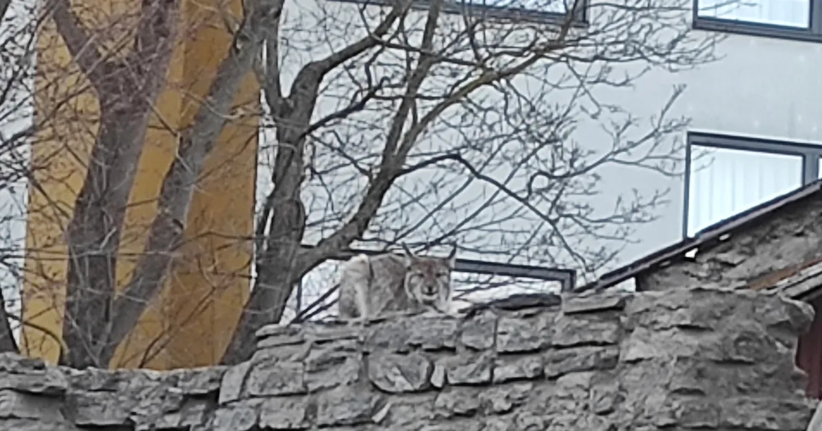 FOTOD ⟩ «Issi-issi, katusel on suur kass!» Tallinna kesklinnas nähti eile ilvest