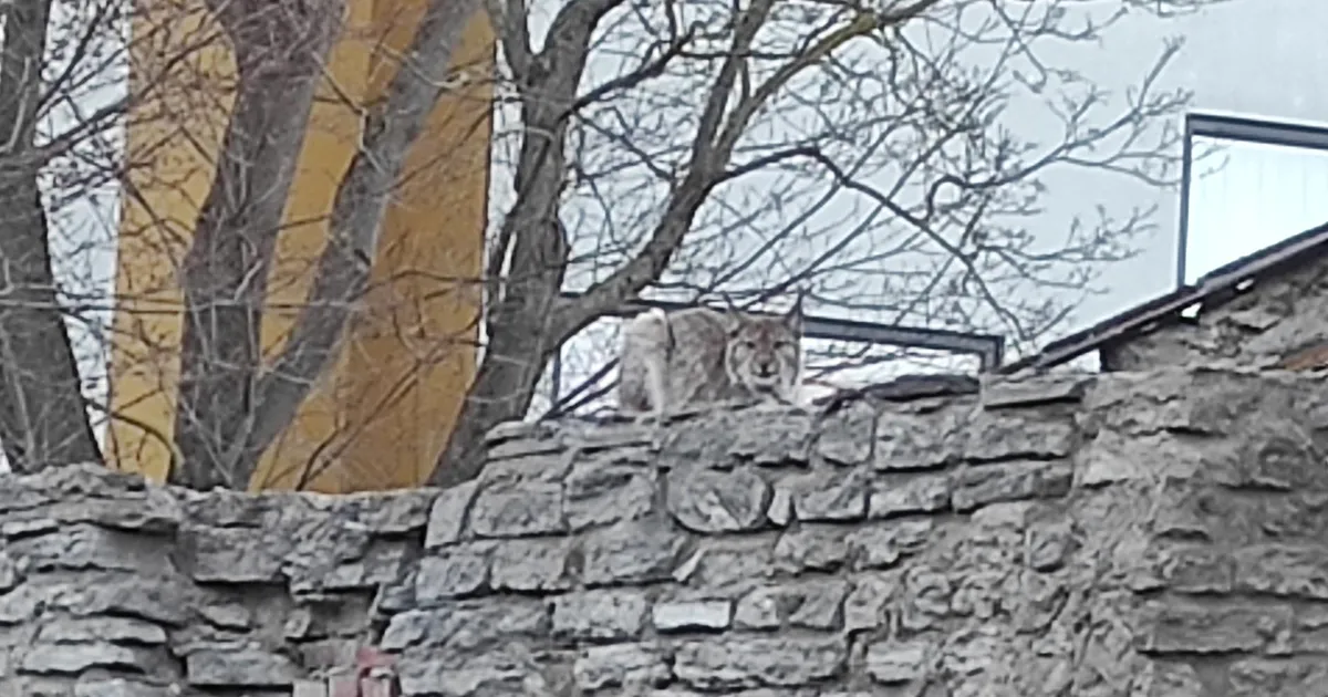 ISTUS KATUSEL ⟩ Tallinna kesklinnas märgati metslooma, välja kutsuti päästeamet