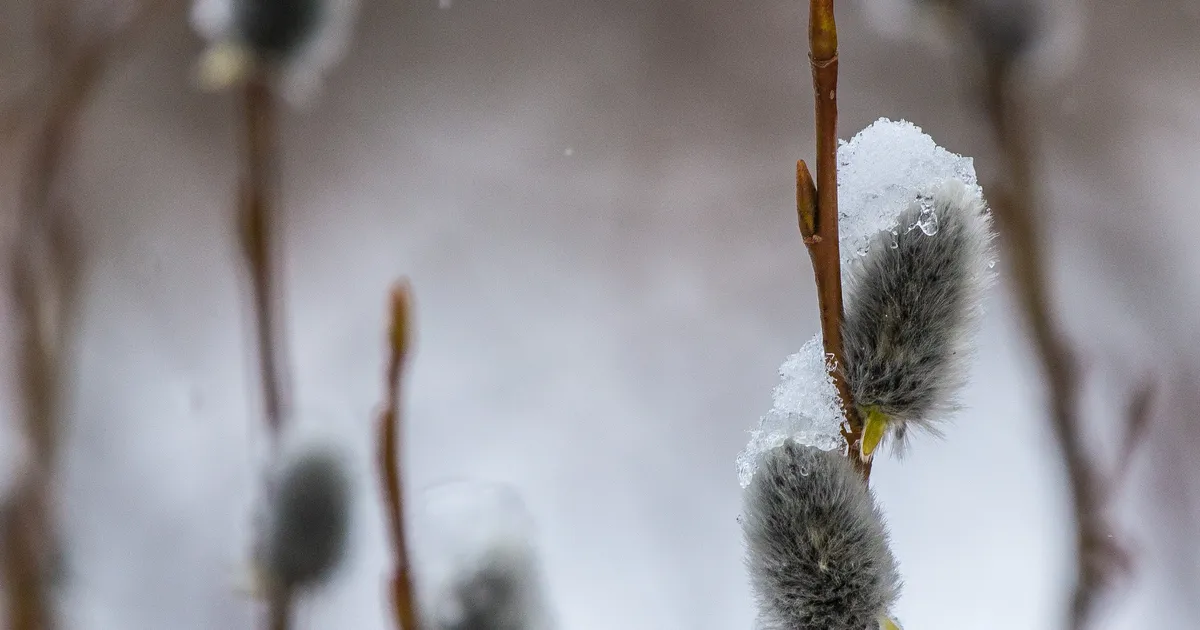 Homme tuleb kuni seitse kraadi sooja, sajab lund