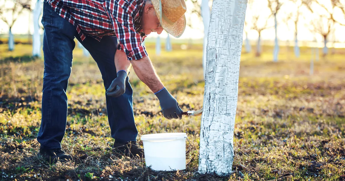 Sügisel jäid puud valgendamata? Mõjuv põhjus, miks see viga nüüd ja kohe heastada