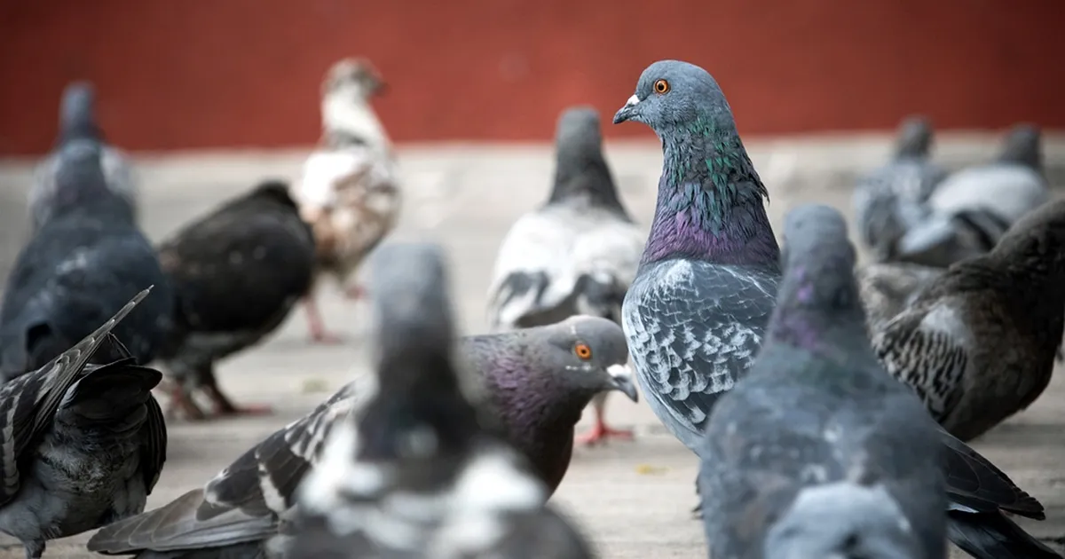jahmatav ⟩ Õuduste restoran: prussakaid täis toidukohas müüdi tänavatuvisid pardi pähe
