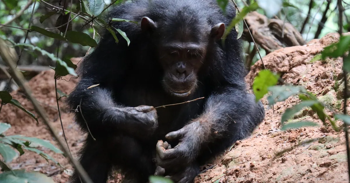 Šimpansid osutusid nutikateks insenerideks: nad leiutavad asju füüsikast lähtuvalt