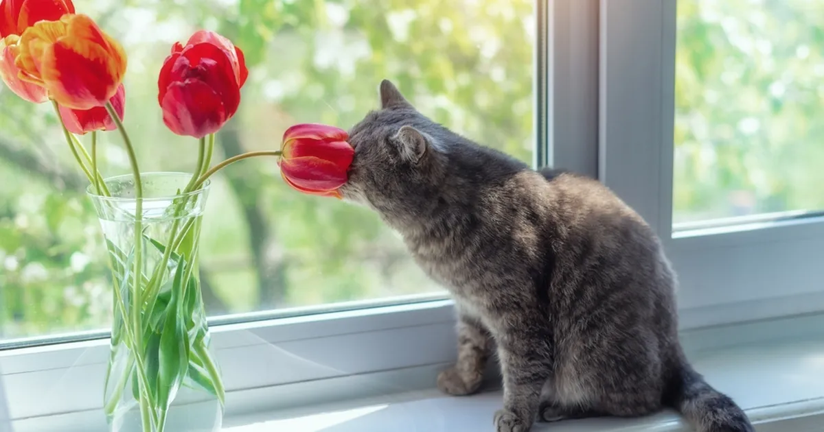 Ära lase tulpidel longu vajuda! 7 geniaalset nippi, et õied püsiksid üle nädala värsked