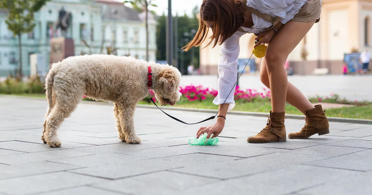 VAATA MIND! ⟩ Miks koer sulle number kahe tegemise ajal ainiti silma vaatab?