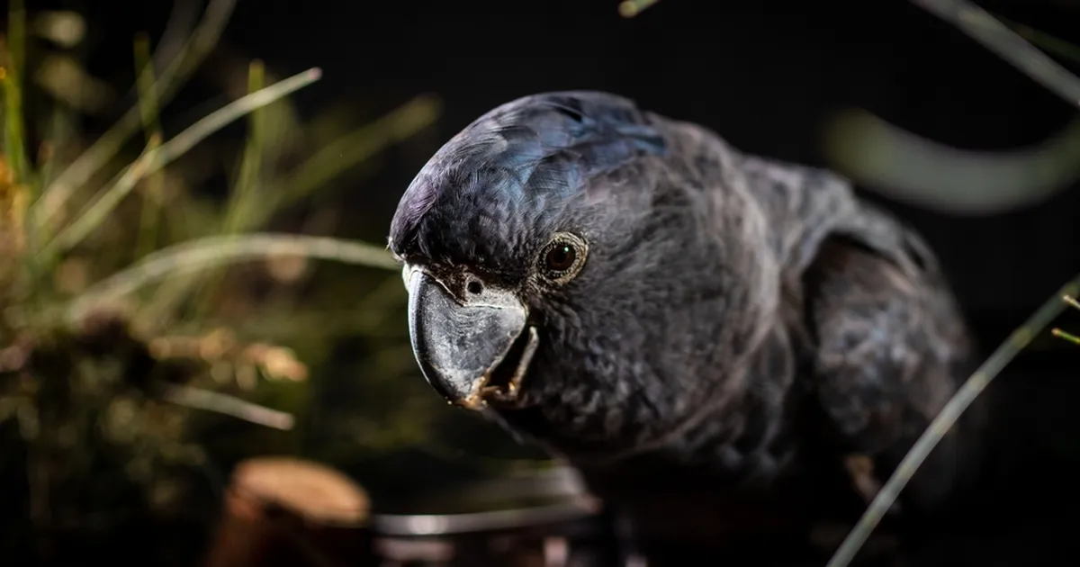 Päästjaid sõimanud ropu suuga papagoi meelitati puu otsast alla sigarettide abil