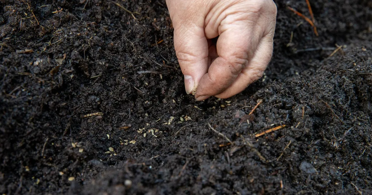 NÄDALA AED ⟩ Avamaahooaja avang