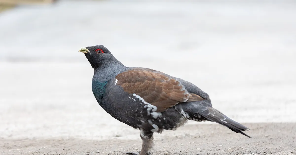 FOTO ⟩ Päästjad püüdsid kinni inimesi rünnanud sõjaka metsise