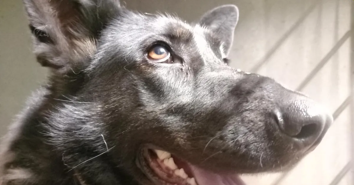 Võru varjupaika sattunud koera kiipi kontrollides selgus midagi väga üllatavat