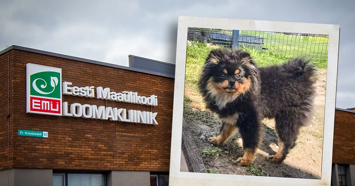 Pomeraniani kutsikas ei jõudnud arstiaega ära oodata. Koeraomanik siunab loomaarste: siiani ei suuda mõista, miks teda kohe ei aidatud...