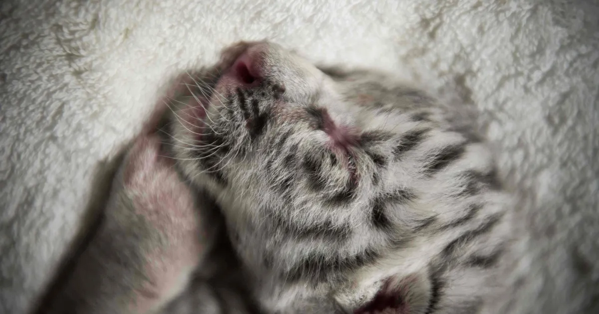 VIDEO ⟩ Hispaania politsei võttis vahele internetis tiigreid ja leoparde müünud Vene paarikese