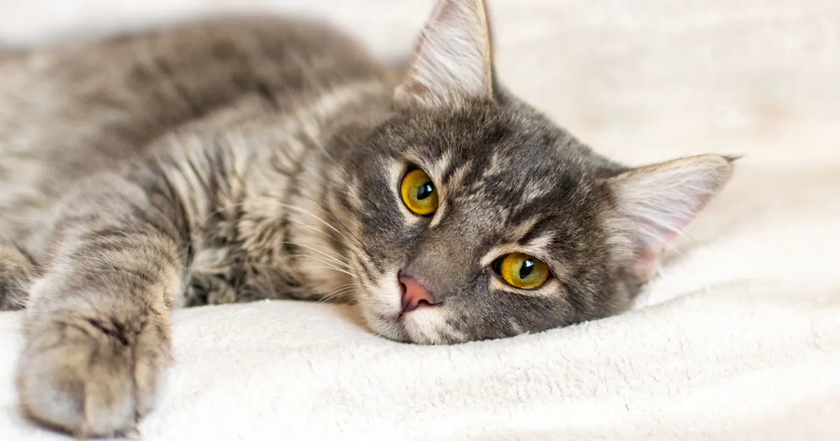 Loomaarst vastab: milliste vahenditega anda kassile esmaabi?