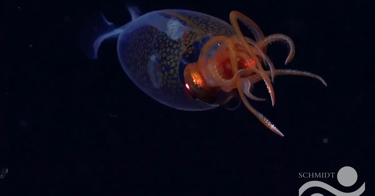 Videosilma ette jäi haruldane kolossaalkalmaar