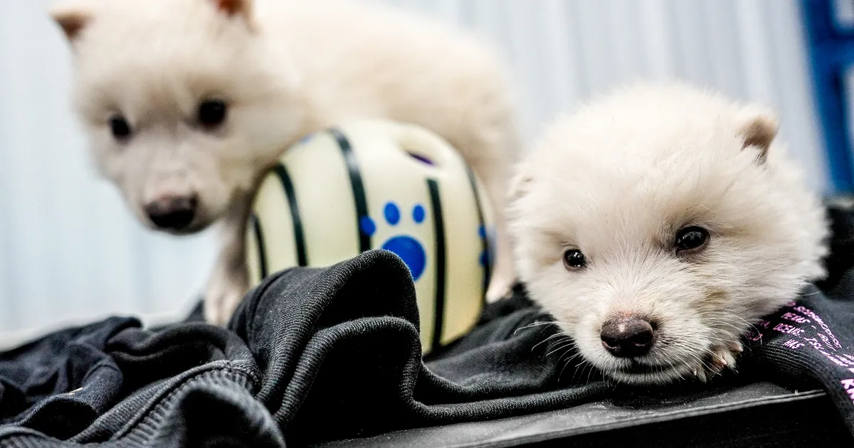 Kui soovime tõesti väljasurnud loomi ellu kutsuda, tuleks eelistada just neid
