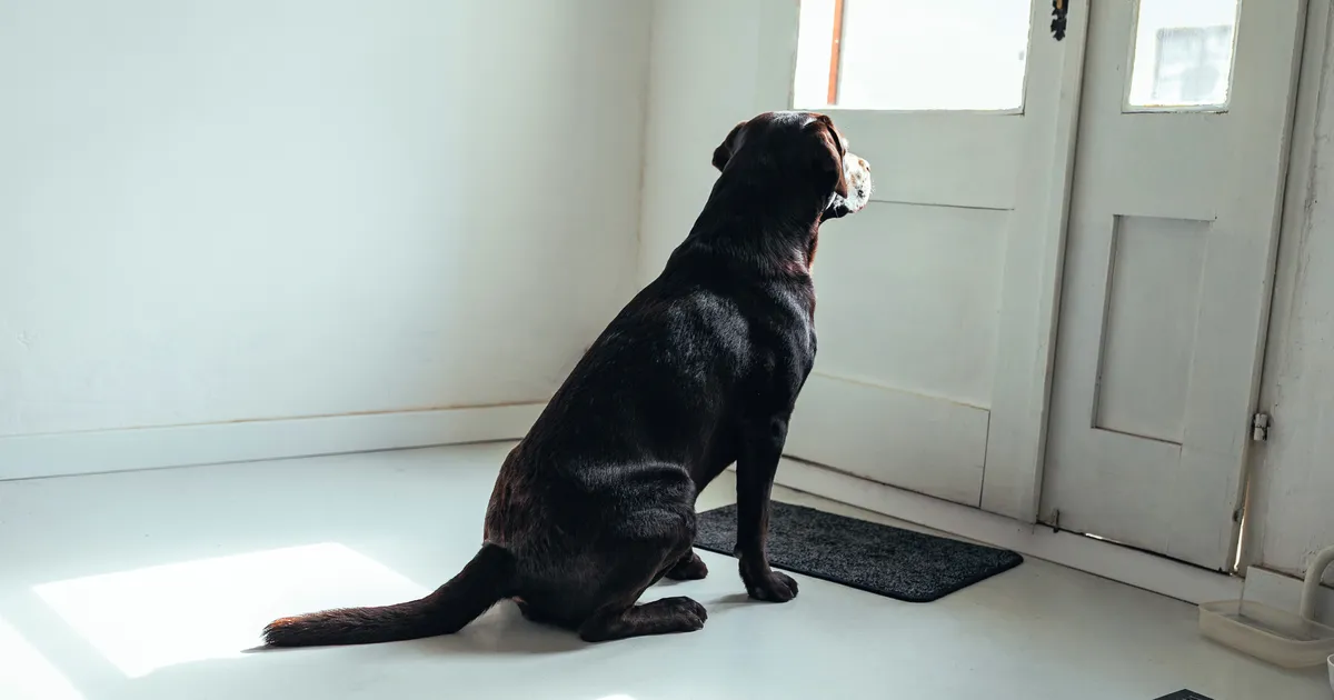 TASUB TEADA ⟩ Mida teha, kui koer ei taha üksi kodus olla?