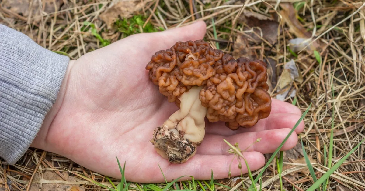 Soome toiduohutusamet eemaldas söögiseente nimekirjast kevadkogritsad: nende mürgisust ei saa täielikult eemaldada